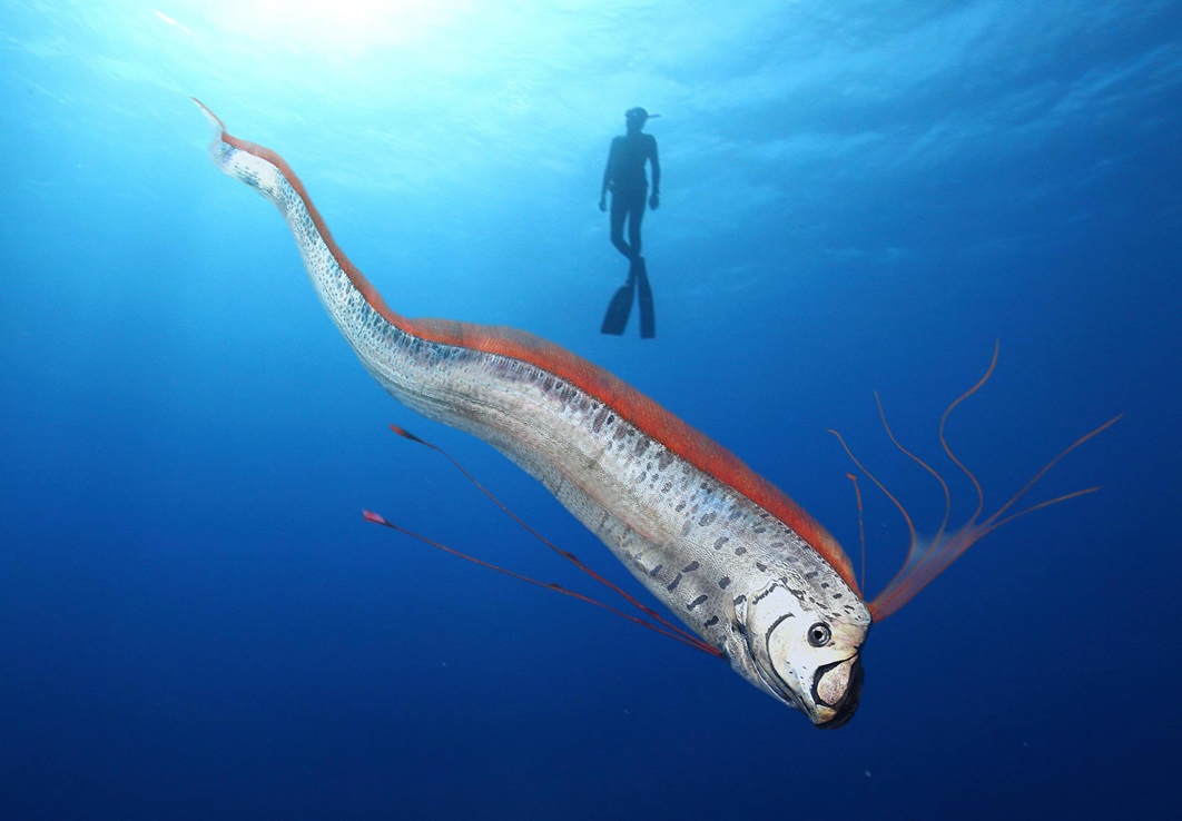 Oarfish in the Game